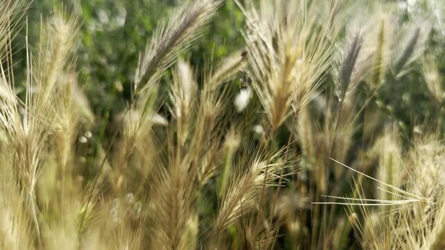 Macro view of golden foxtail barley grass moving gently in the summer breeze with warm backlight, shallow depth of field and peaceful wild meadow atmosphere
