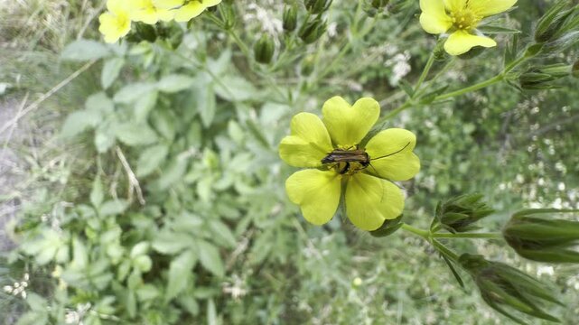 Macro footage of a longhorn beetle walking on a yellow cinquefoil flower in a wild summer meadow. Natural insect behavior with soft background and shallow depth of field