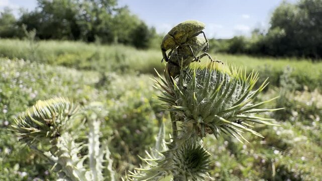Macro view of two weevils mating on a spiny thistle bud in a summer meadow. Gentle breeze, natural sunlight and shallow depth of field highlight insect reproduction