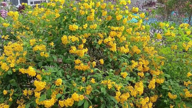 A dense, outdoor shrub features numerous trumpet-shaped yellow flowers and vibrant green leaves, showcasing a thriving, full-bloom botanical display captured in natural, bright daylight setting.
