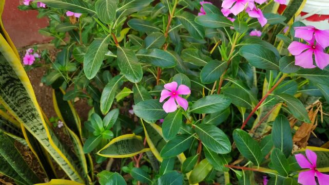 Elegant pink vinca flowers decorate a soft blurred background of green leaves