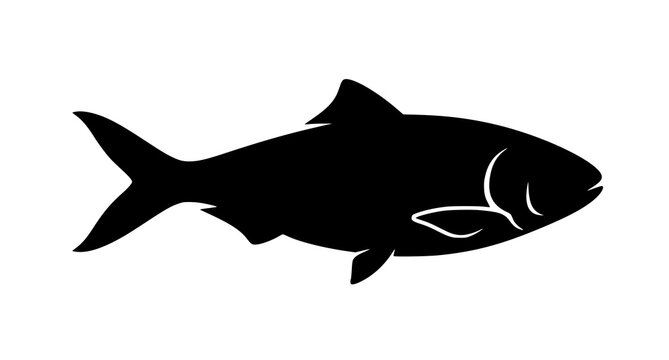 Black Hilsa Fish Silhouette Vector Illustration Isolated on White Background