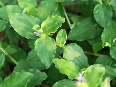 A close-up shot of the lush green leaves of a Dayflower plant (Commelina diffusa) with tiny, delicate purple flowers, often considered a weed but exhibiting natural beauty