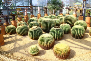 Golden barrel cactus plants in a greenhouse © 철 김