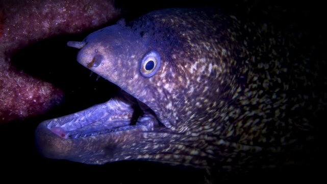 Close-up underwater shot of a moray eel with its mouth open showing its teeth and tongue
