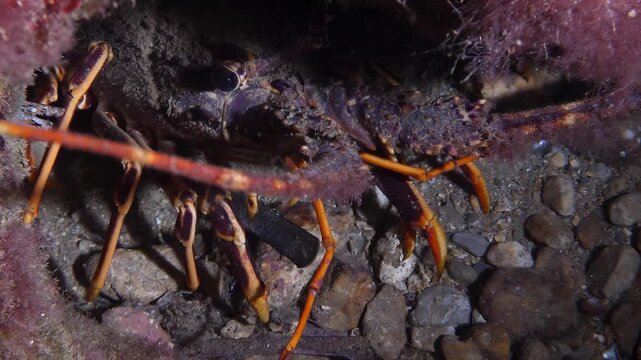 Close-up underwater view of a spiny lobster moving its legs on a rocky seabed