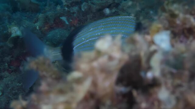 Close-up underwater view of striped fish swimming near coral reef