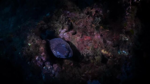 Moray eel emerges from dark reef, revealing speckled skin and curious eye