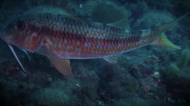 Red Mullet Fish Swimming Over Rocky Seabed in Clear Blue Ocean Waters
