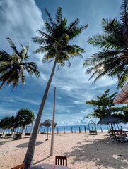 Coconut trees on the beach, eastern side of Sri lanka © deshan