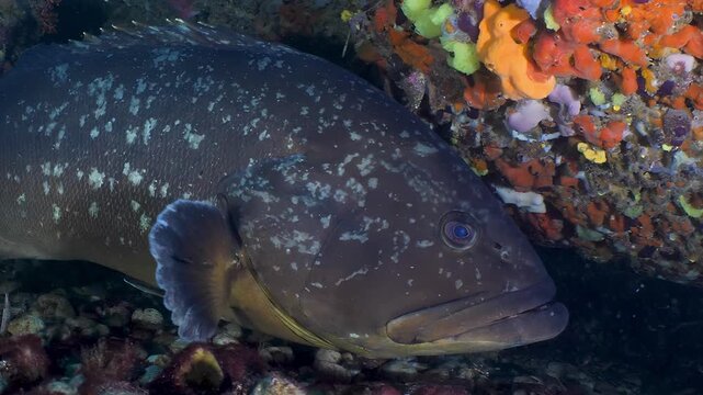Close-up underwater view of a large grouper fish resting near colorful coral reef formations