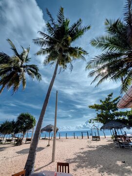 Coconut trees on the beach, eastern side of Sri lanka