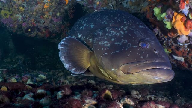 Close-up underwater view of a large grouper fish near a colorful coral reef