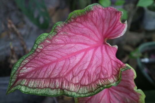 Close up of vibrant heart-shaped pink caladium leaves in a home garden.