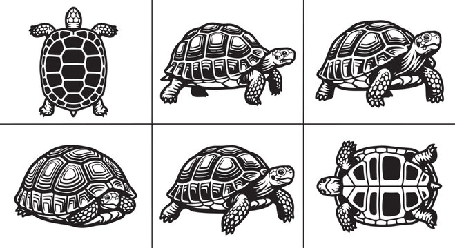 Collection of turtle icons in sketch style with tortoise wildlife illustration collection creature