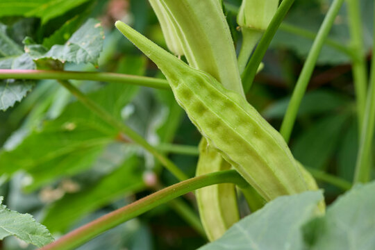 Okra Pods Growing on Plant in Vegetable Garden