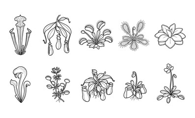 Carnivorous Plants Illustrated in Detailed Botanical Drawings with Various Species and Intricate Leaf Structur © Mst