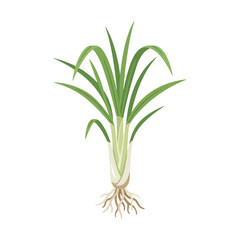 Obraz premium Fresh green lemongrass plant with roots and long leaves isolated on white background.