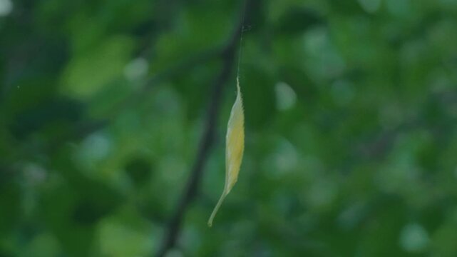 A leaf tangled in a spider web