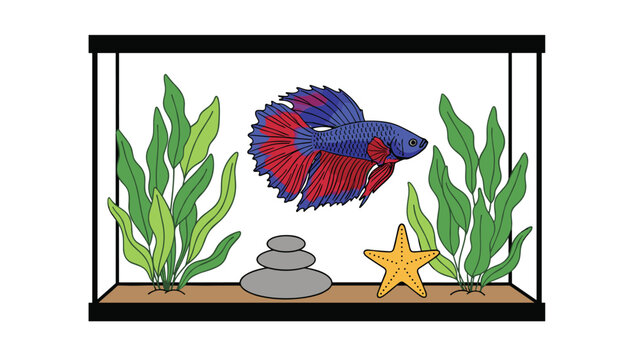 Beautiful blue and red Siamese fighting fish swimming in an aquarium tank with green plants and a starfish.