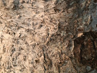 Naklejka premium Close up abstract texture of an old tree trunk showing detailed rough, weathered, and cracked bark layers with natural warm light highlights. Perfect for organic backgrounds or textured overlays