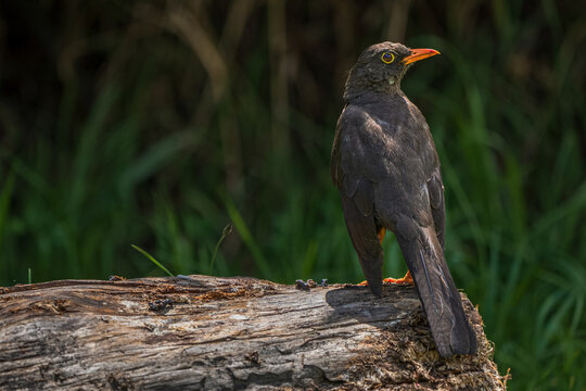 Great Thrush (Turdus fuscater) perched on a weathered log in Quito, Ecuador