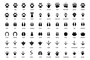 Fototapeta premium Animal footprints. Wild, domestic pet paw prints, feet and claws imprint. Cat, dog and bear, raccoon and turtle, pigeon and lizard, pig black foot stamps. Fox and elephant, wolf and koala vector set