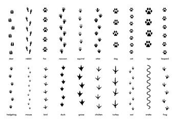 Obraz premium Animals footprint tracks. Paw prints, feet and claws eagle, raccoon and fox, deer and frog, duck and elephant penguin and chicken horse, hedgehog bear sheep cat dog stamp. Black foot trace vector set.
