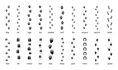 Obraz premium Animals footprint tracks. Paw prints, feet and claws eagle, raccoon and fox, deer and frog, duck and elephant penguin and chicken horse, hedgehog bear sheep cat dog stamp. Black foot trace vector set.