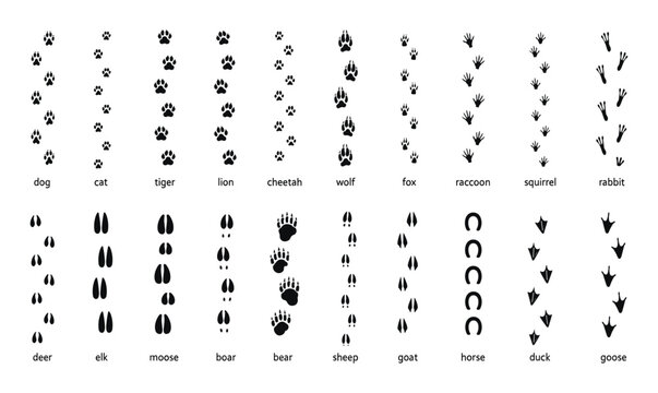 Animals footprint tracks. Paw prints, feet and claws eagle, raccoon and fox, deer and frog, duck and elephant penguin and chicken horse, hedgehog bear sheep cat dog stamp. Black foot trace vector set.