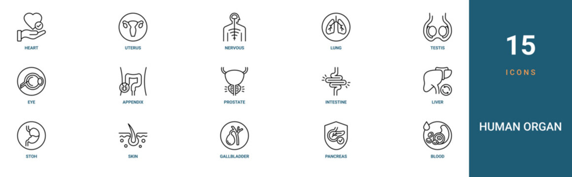 Set of 15 outline web Human Organ icons such as blood, pancreas, gallbladder, skin, stoh, liver, intestine vector icons for report, presentation, diagram, web design, mobile app