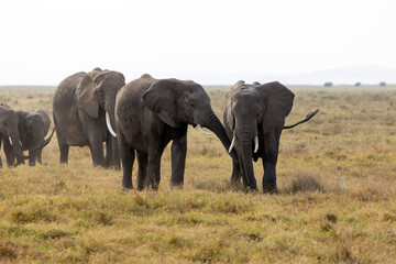 Fototapeta premium Breeding herd of African elephants interacts on the dry grasslands of Amboseli National Park, Kenya, with one elephant extending its trunk to touch another.
