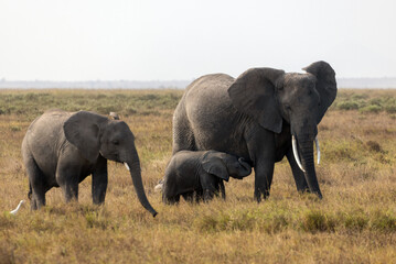 African elephant breeding herd including a large adult matriarch, a juvenile, and a small nursing baby calf standing in the dry savanna of Amboseli National Park, Kenya © htrnr