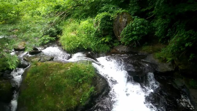 癒される自然の生音　日本の夏の渓流と苔むした岩が美しい福井県の一乗滝の風景