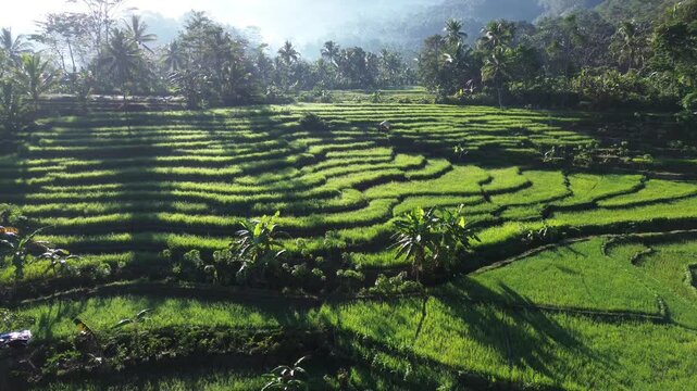 Aerial view captures lush green terraces