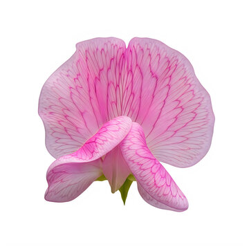 Single delicate pink sweet pea blossom isolated on transparent background with petals presented isolated