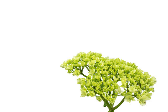 Hydrangea flowers (Hydrangea macrophylla) on transparent background, often found in mountainous and cold areas