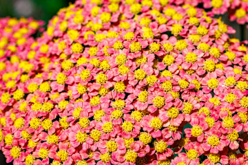 Close-up of 'Apricot Delight' Echilea flowers blooming vigorously in a summer garden. © billyfam