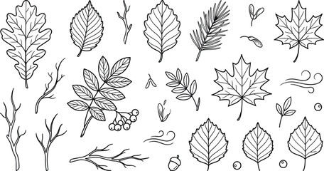 Autumn and fall foliage leaf doodle element set featuring maple leaves, oak leaves, branches, berries, and acorns for coloring pages and seasonal vector designs © Morjina