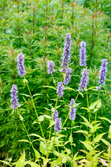 Obraz premium Agastache Blue Fortune flowers blooming elegantly in an early summer garden.