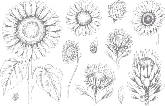 Set bot&aacute;nico dibujado a mano con varios girasoles y flores de protea en un estilo vintage