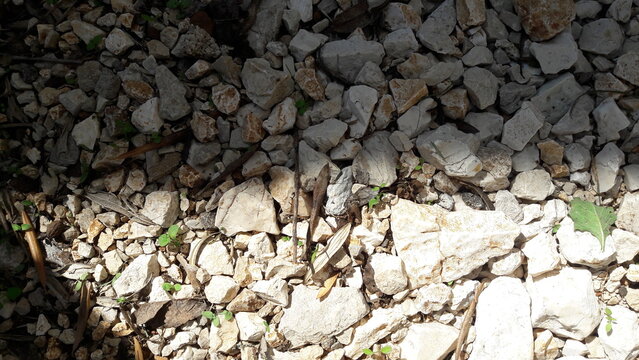 Ground Plants