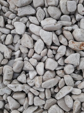 Mediterranean Sea Shells