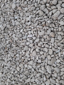 Mediterranean Sea Shells