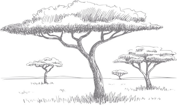 Dibujo a mano de &aacute;rboles de acacia africanos en un paisaje de sabana, aislado sobre un fondo blanco limpio