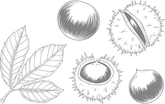 Dibujo a mano de hojas de casta&ntilde;o de Indias, c&aacute;scaras espinosas y nueces marrones lisas sobre fondo blanco