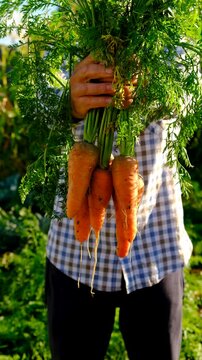 Carrot harvest in the hands of a farmer. Selective focus.