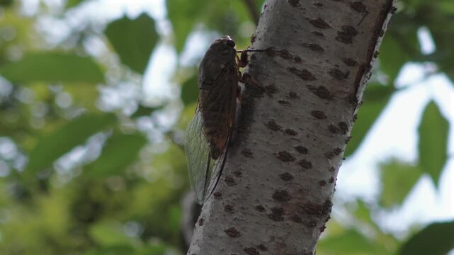 Cicada on Tree Trunk in Natural Forest
