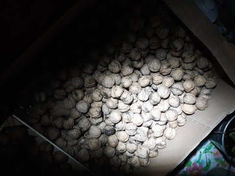 Nuts At Night In Light