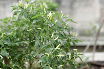 Naklejka premium Young white chilies still on the plant in the home garden.